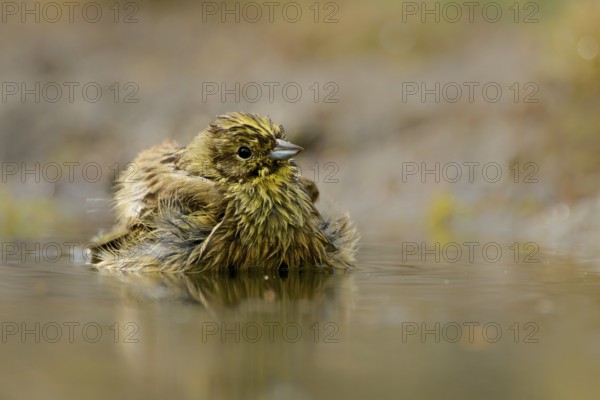 Yellowhammer bathing. Yellowhammer takes a bath