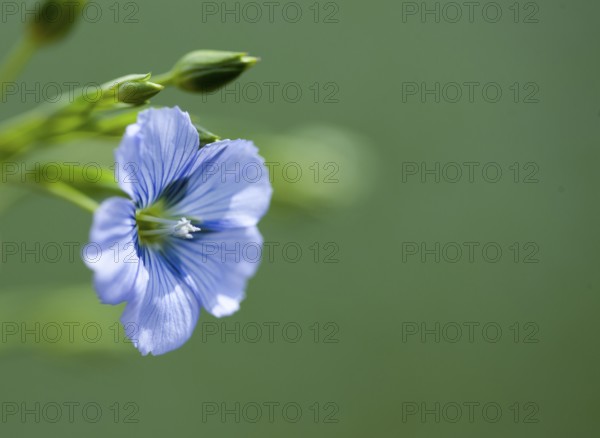 Flax Flower purple blue Prairie Saskatchewan Canada