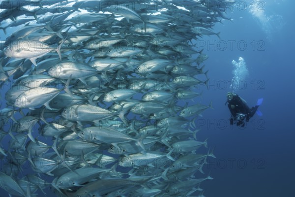Diver and school of bigeye jacks, Caranx sexfasciatus, Cabo Pulmo, Baja California Sur, Mexico | Shoal of Bigeye Trevally, Mexico, Central America
