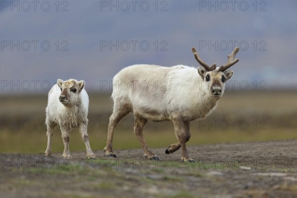 Reindeer, Ren, (Rangifer tarandus), Spitsbergen-Ren, Norway, Spitsbergen, cow with calf, Longyearbyen, Svalbard / Spitsbergen, Norway, Europe
