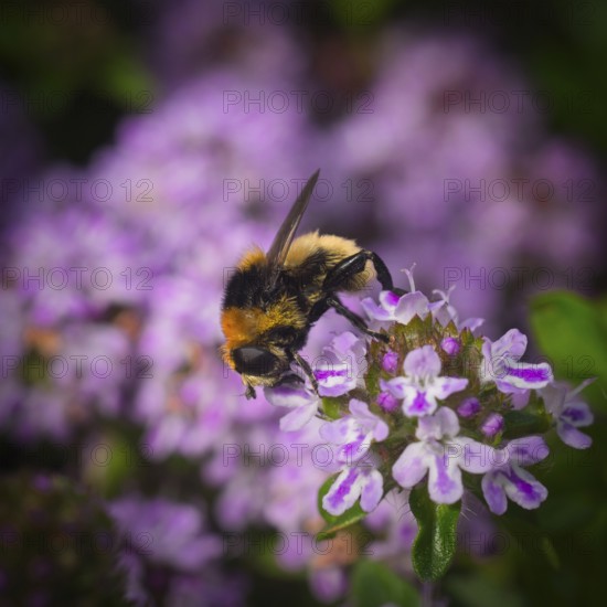 Bee on sand thyme blossoms