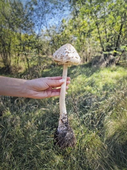 Person hand holding a large parasol mushroom ripped off the ground with visible roots, long stem and spotted cap, against a forest background. Macrolepiota procera fungi