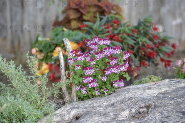 Pelargonium crispum 'PAC Angels Perfume', Federal Republic of Germany