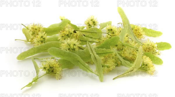 Linden flowers isolated on white background