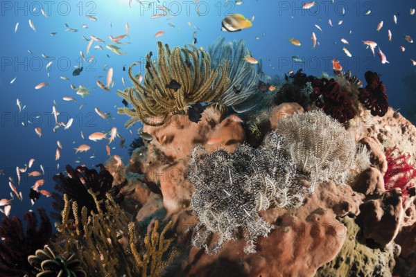 Colourful hair stars in the reef, Comanthina sp., Alam Batu, Bali, Indonesia, Asia