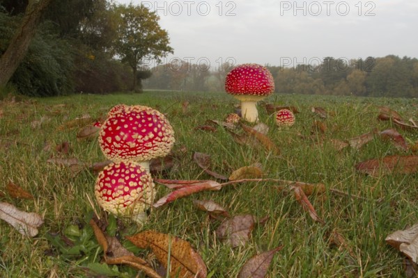 Fliegenpilze auf einer Wiese, Amanita muscaria, Commonly known as the fly agaric on a meadow