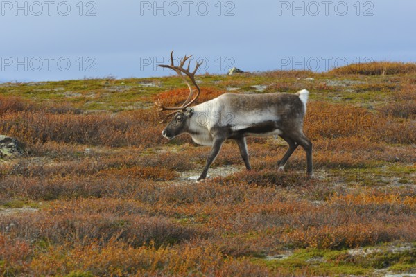 Reindeer in search of food
