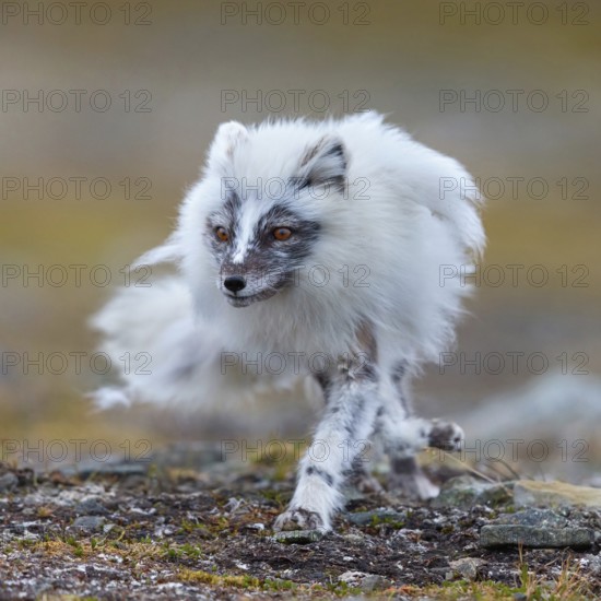 Arctic fox foraging, Arctic fox, (Alopex lagopus), Europe, Norway, Spitsbergen, Longyearbyen, Svalbard / Spitsbergen, Norway, Europe