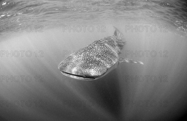 Whale shark, Rhincodon thypus, Maldives, Indian Ocean, Asia