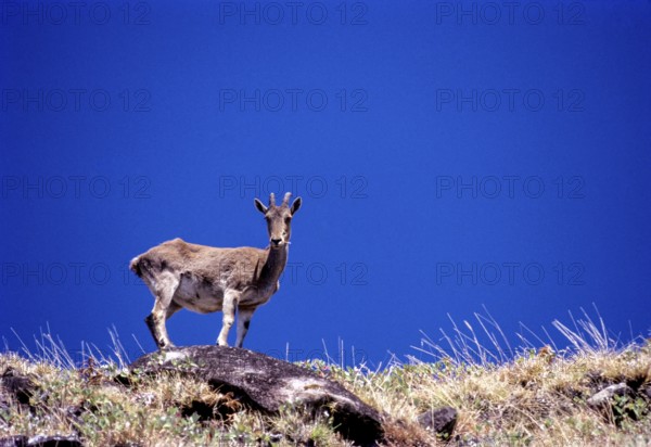 The Nilgiri Tahr (Nilgiritragus hylocrius) in Rajamalai (Eravikulam) National Park, Munnar, Kerala, India, Asia. Wild Life, Blue Sky, Western Ghats, Wild Goats, Endemic, Asia
