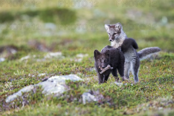 Arctic fox pups playfully fight for a piece of wood