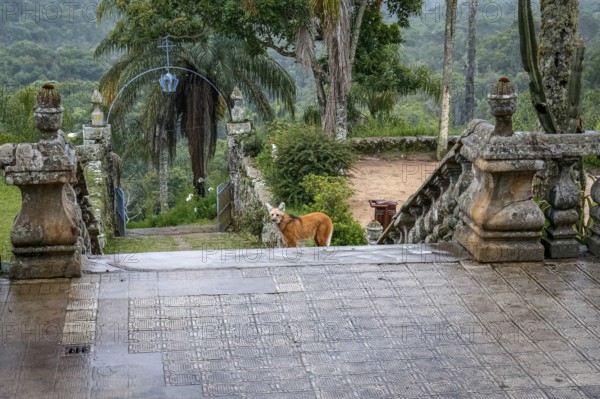 Maned wolf on the stairs to the church entrance of Sanctuary Caraça, Minas Gerais, Brazil, South America
