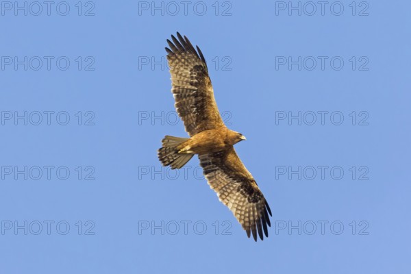 Booted eagle (Hieraaetus pennatus), flight photo, blue sky, Israel, Middle East, Asia