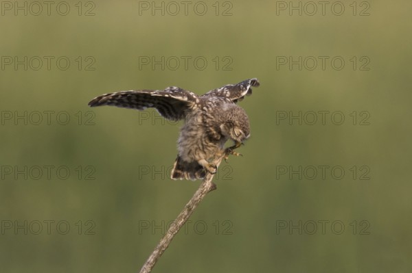 Young little owl performs flight exercise with eyes closed