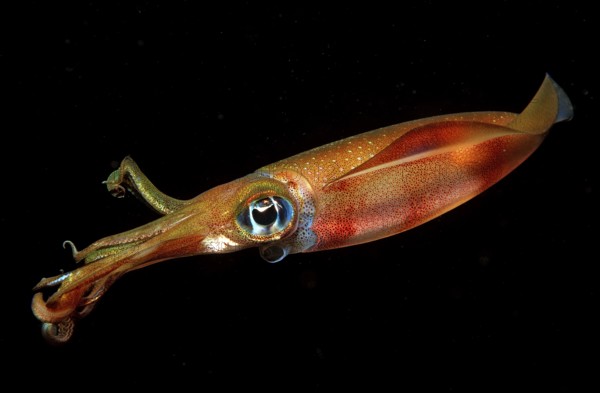 Large-fin reef squid at night, Sepioteuthis lessoniana, Bali, Indian Ocean, Indonesia, Asia