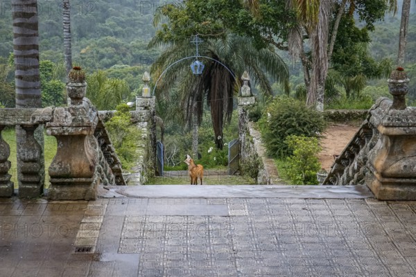 Maned wolf on the stairs to the church entrance of Sanctuary Caraça, facing camera, Minas Gerais, Brazil, South America