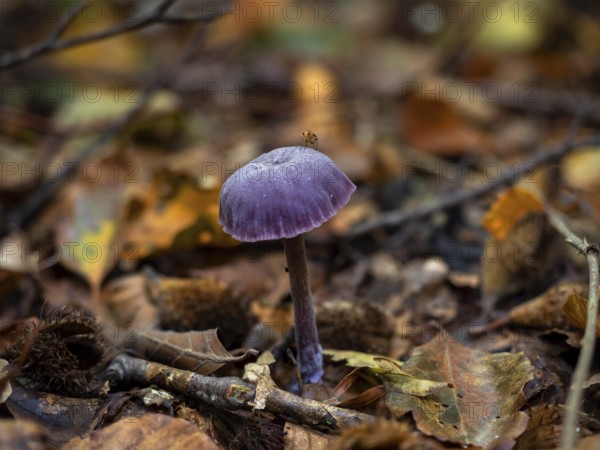 Purple fungus Amethyst Deceiver with fly on cap