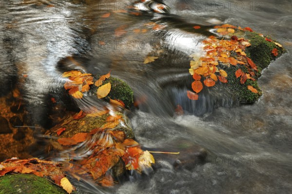 Kleine Ohe torrent with moss-covered rocks in the Bavarian Forest National Park, Bavaria, Germany stream with moss covered rocks in primeval forest Kleine Ohe, Bavarian Forest National Park, Bavaria, Germany, Europe