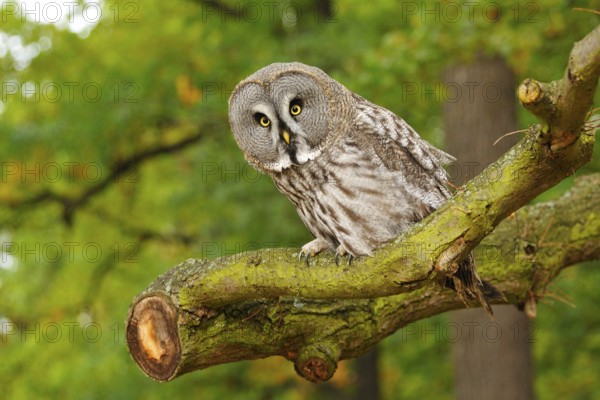 Bartkauz (Strix nebulosa lapponica) Great Grey Owl on a tree