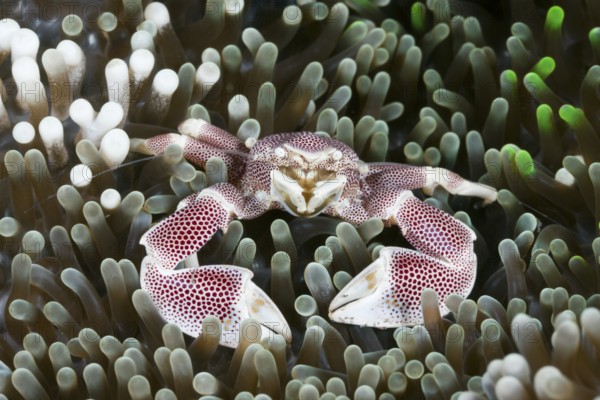 Porcelain crab in anemone, Neopetrolisthes maculatus, Alam Batu, Bali, Indonesia, Asia