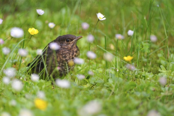 Nearly fledged blackbird explores her surroundings
