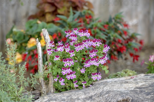 Pelargonium crispum 'PAC Angels Perfume', Ort im Innkreis, Upper Austria, Austria, Europe