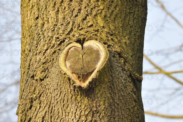 Herz am Baum. Heart on a tree