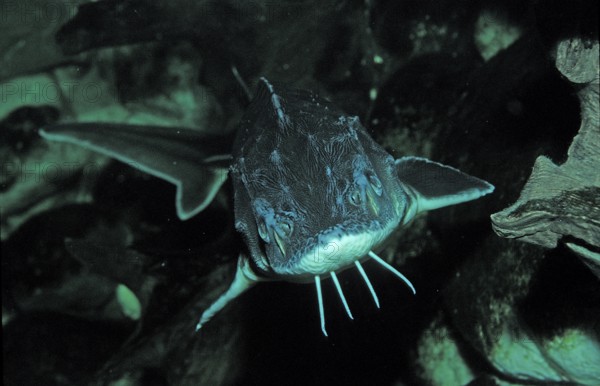 Waxdick, Russian sturgeon, sturgeon, Acipenser gueldenstaedti, Acipenser güldenstaedti, Romania, Black Sea, Danube, Danube, Volga, Europe