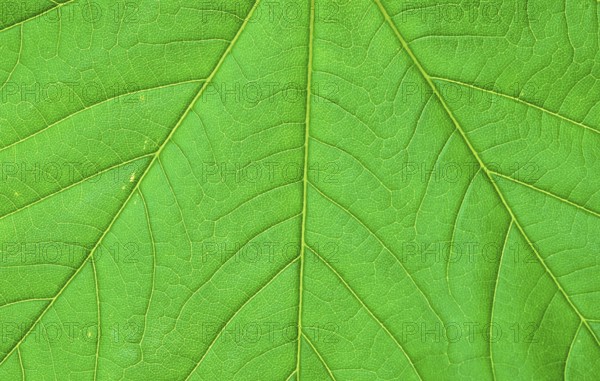 Sycamore (Acer pseudoplatanus), leaf, detail, Bergahorn, Blattdetail, [Pflanzen, plants, Ahorngewaechse, Aceraceae, Blaetter, leaves, Nahaufnahme, close-up, gruen, green, Querformat, horizontal, Strukturen, structures, Background]