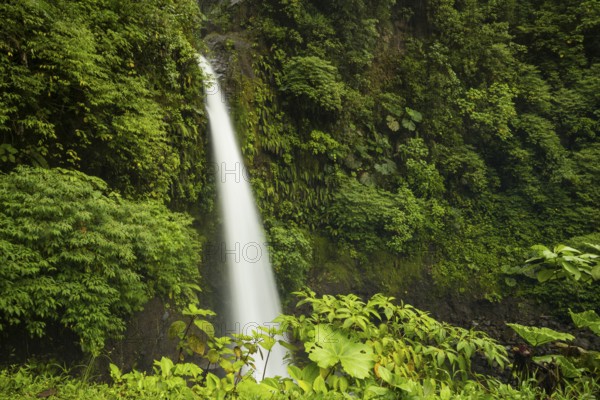 majestic waterfall rainforest costa rica. High resolution photo