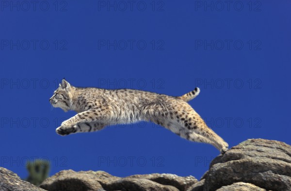 Bobcat (lynx rufus), Adult Leaping from Rocks, Canada, North America