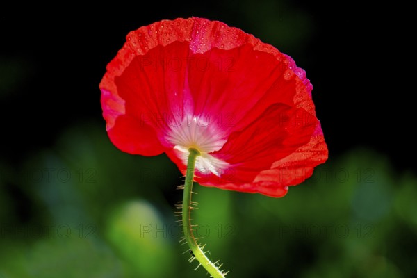 Red flower of the (Papaver nudicaule) with dew drops, Lower Saxony, Germany, Europe