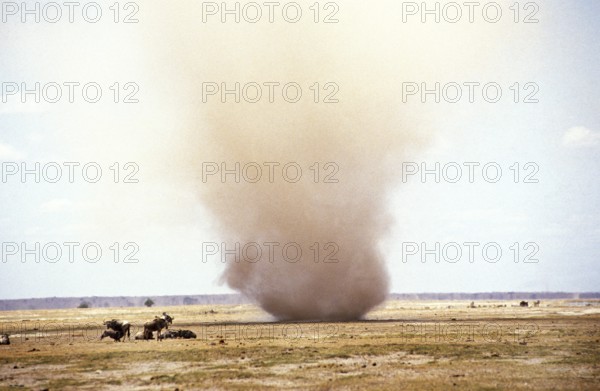White-tailed gnu (connochaetes gnou), Sand Tornado, Kenya, Africa