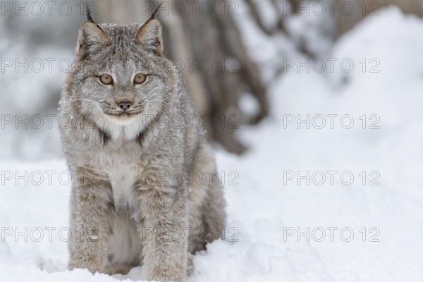 A bobcat hunts for prey in a snowy forest habitat
