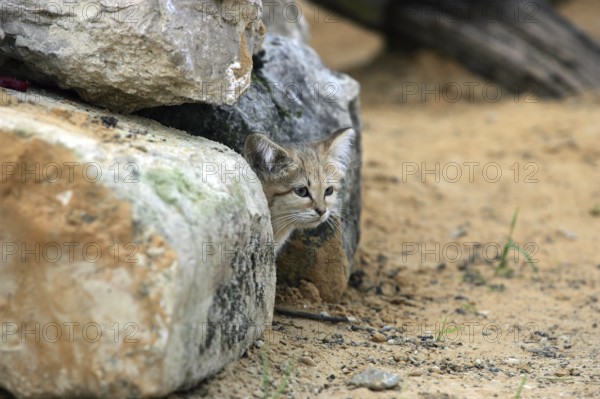 Sand Cat (felis margarita), Adult