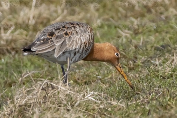 Bar-tailed Godwits in the wet meadows