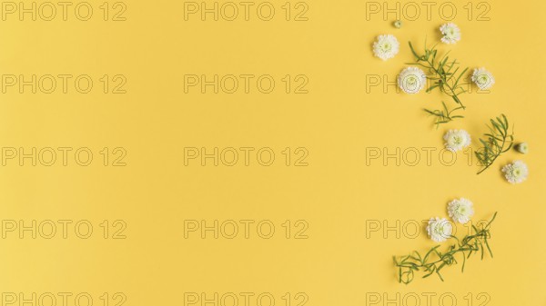 white chrysanthemum flowers leaves yellow card. Resolution and high quality beautiful photo