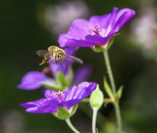 Flying bee at purple geranium flowers