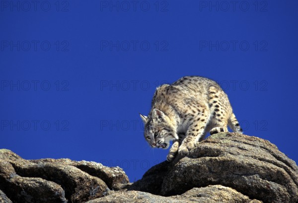 BOBCAT (lynx rufus), ADULT ON ROCKS, CANADA