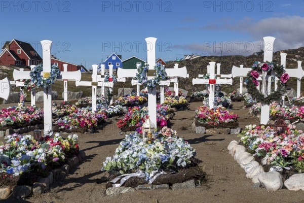 Qeqertarsuaq, Greenland, July 6, 2018: White wooden crosses and artificial flowers on the local cemetery, North America