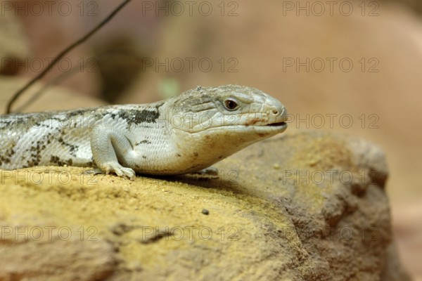 Blue-tongued skink