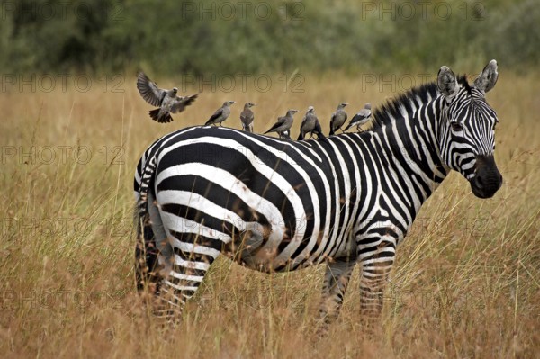 Burchell's Zebra (equus burchelli), Adult with Wattled starling on its Back, creatophora cinerea, Masai Mara Park in Kenya
