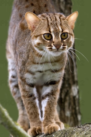 Rusty-Spotted Cat (prionailurus rubiginosus) standing on Branch