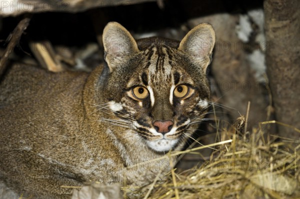 Asian Golden Cat or Temmink's Cat, catopuma temmincki, Adult