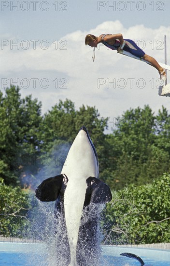 Killer Whale (orcinus orca), Marineland at Antibes in France
