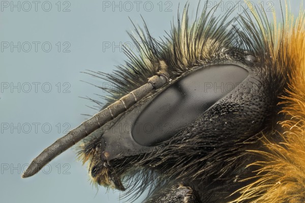 Bumble bees are social insects that are characterised by black and yellow body hairs, often in bands. However, some species have orange or red on their bodies, or may be entirely black
