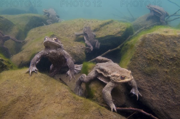 Common toad (Bufo bufo), under water, Rhineland-Palatinate, Germany, Europe