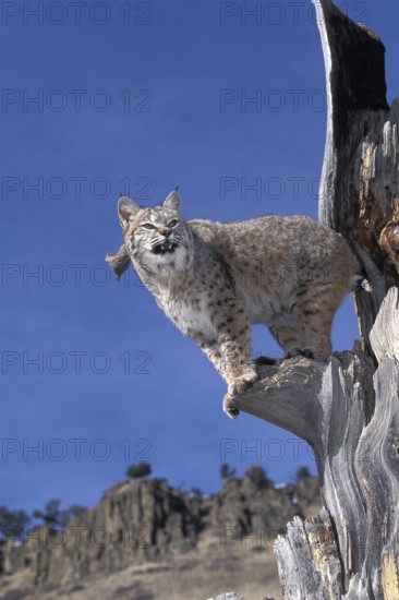 Bobcat (lynx rufus), Adult in Tree against Blue Sky, Canada, North America