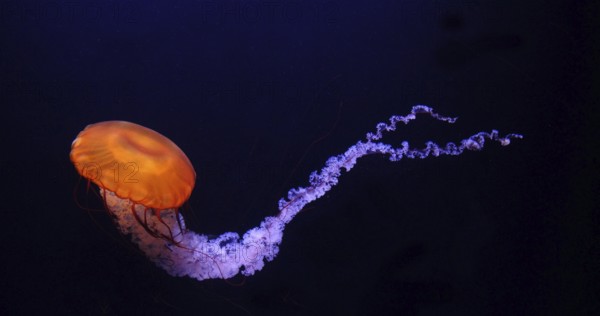 Black Jellyfish or Black Sea Nettle (chrysaora achlyos), Pacific Ocean, Seawater Aquarium in France