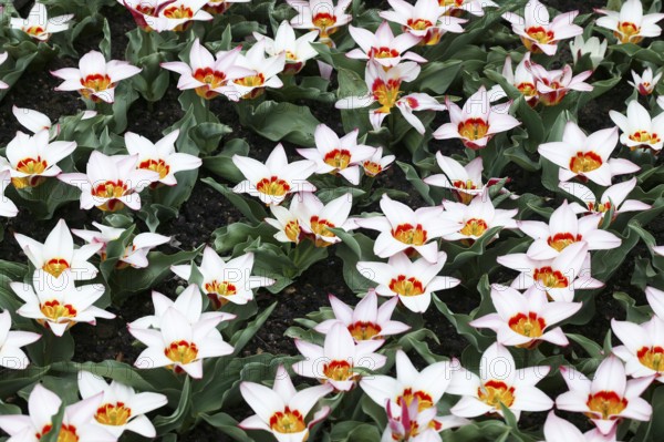 Tulips (tulipa kaufmanniana) ancilla
